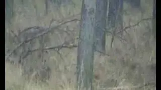 Rotwild,Hirschkalb,Frischling,Wildschwein