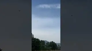 Russian dove hunting #hunting #russian #foryou #dovehunting #hunterxhunter #viralvideo