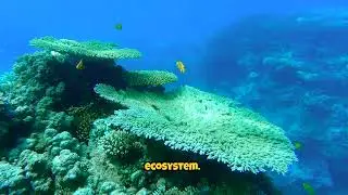 Coral Restoration: Saving Our Ocean's Precious Gems