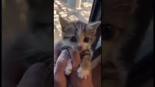 &ldquo;JUST IN TIME! 😱 Kitten Saved from High-Rise Window at the Last Second&rdquo;