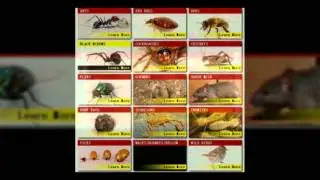 Pest Control Phoenix - (623) 877-0550 - AntEater Exterminating Inc