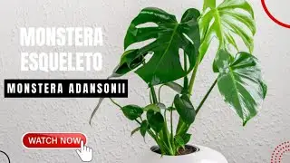 Monstera Esqueleto | Monstera Adansonii | TinyLeaf