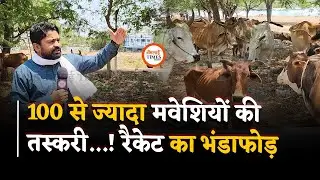 गौ-तस्करी रैकेट का खुलासा, मवेशियों के कानों में लगे हैं सरकारी टोकन | Bhilai Times |Yashwant Sahu|