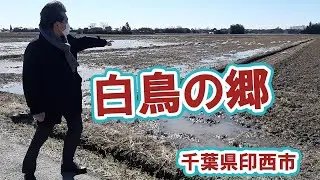 【代表さんぽ・地域の情報】千葉県印西市「白鳥の郷」