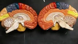 A&P1: Color Brain Intro