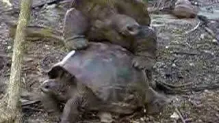Mating Giant Tortoise, Aldabra Island