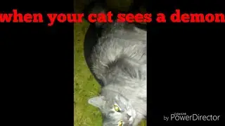 A cats reaction to a possessed person