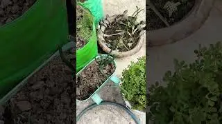 Winter Fresh Onion Leaves Harvesting #ytshorts #youtubeshorts #shortsfeed #shortsviral #harvesting