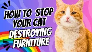 Why Your Cat Destroys Furniture and How to Stop It Without Declawing (Genius Solutions!)