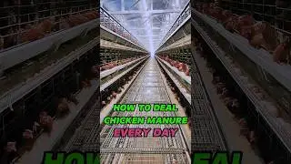 how to deal chicken manure?