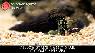 Yellow Stripe Rabbit Snail. The UNDENIABLE BEAUTY from Sulawesi. (Leopard Aquatic W038A)