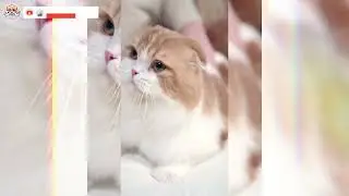 World of Little Ones: Adorable Animal Reactions || Smile Haven ||