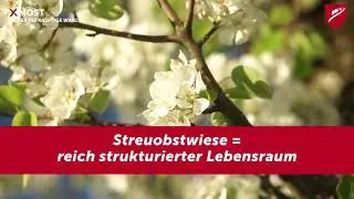 Die Streuobstwiese im Fr&uuml;hjahr