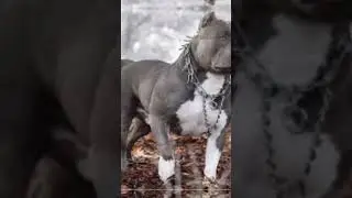 пидбуль🤩