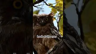 Big Brown fish Owl &mdash;look at those eyes #owl #trending #birdlovers #owllovers #owlpost