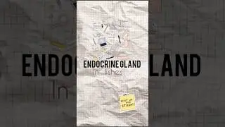 Endocrine Gland in Fishes part-1 #zoologynotes #fishes #fisheriesdepartment