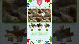 10-Second Puzzle Challenge: Find The Piece