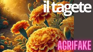 COME SI SEMINA IL TAGETE? PER BELLISSIME FIORITURE IN GIARDINO E COME PIANTA UTILE NELL’ORTO