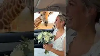 🦒 Giraffe klaut Brautstrauss 😅 SO KLASSE  #funnyanimals #wildlife #funnymoments