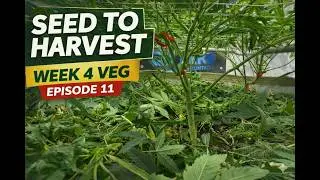 Week 4 Veg Training (Episode 11)