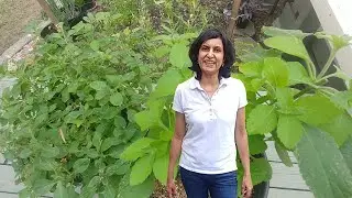 Pruning Holy Basil (with updates)