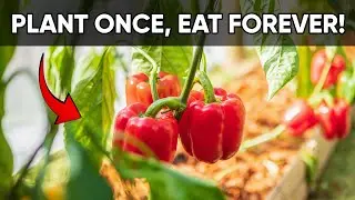 Grow Bell Peppers Forever 🌶️ | 7 No-Dig Gardening Tips!