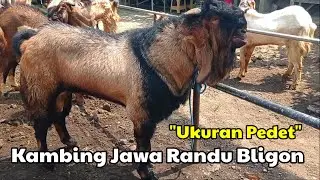 UKURAN PEDET, HARGA KAMBING JAWA RANDU JANTAN POSTUR JUMBO