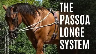 Problems w/ the Passoa Longe System | Equestrian Education