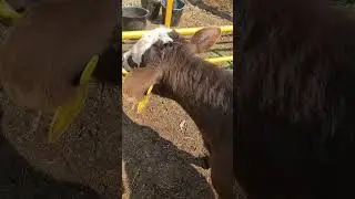 hemorrhoid the HEIFER calf being brushed! baby cows are fun #funnyfarm #cow #bull
