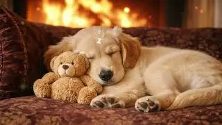 12 Hours of Dog Calming Music for Dogs 🐾 Anti Separation Anxiety Relief Music🐶Sleep dog Healing🎵