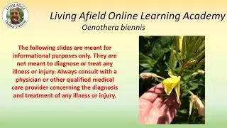 Evening Primrose &ndash; A Prim And Proper Medicinal