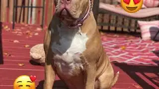 XlBully pricey 7 months old megabuilt bloodline Aftermath granddaughter 104lbs