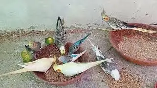 Cokatiel and bugies mixed colony