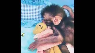 baby monkey clothes washing style