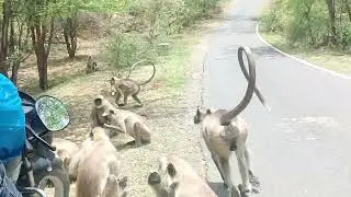 Hanuman monkey || Langur monkey || Langur hanuman || Dheeraj uncle//Monkey Funny Video | Bandar 🌹🐵🍅🌽