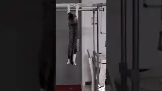 Cats Crush Their Fitness Goals 💪💪 #shorts #cat