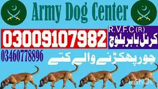 Army dog centre mianwali Lahore Gujarat bhawalpur khanewal Lahore 