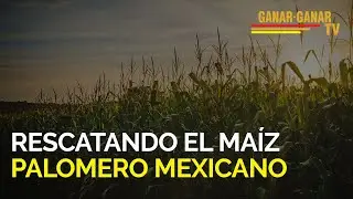 Rescatando el maíz palomero mexicano (Fundación Cinépolis y Fundación Tortilla de Maíz)