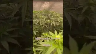Week 2 flower Mars Hydro FC4800 use code Totogrow for discount