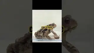 Secret Butt Gun of the Bombardier Beetle 🪲 #beetle #viral #short #biology #animals