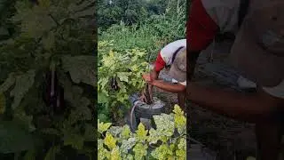 Smart farmer waters plants with unique tool-Agriculture farming #shorts #agriculture #dhaniiandika
