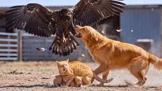 When a Dog for Help to Save a Mother Cat from a Hawk &ndash; Rescuing the Injured Mother Cat