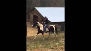 Poncho Spotted Saddle Horse