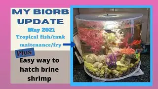 My Biorb Tube 6 Months Update & How I Hatch Brine Shrimp The Easy Way.