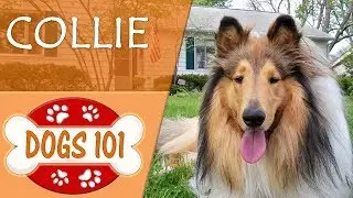 Dogs 101 - COLLIE - Top Dog Facts About the COLLIE