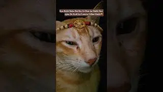 Orange car behaviour 😂 (Cat) #santri #cats #orangecat #orange #gato #boss #catshorts #catsofyoutube