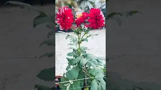 Dahlia plants care&hellip;. #flowers #terracegardenindia #gardenflowers #plantsofindia #nature #gardentrees
