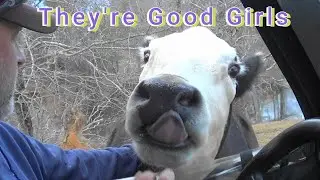 They're Good Girls