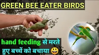 BEE EATER BIRDS BABY || green Bee eater birds ke bacche ko bachaya. वीडियो जरूर देखें