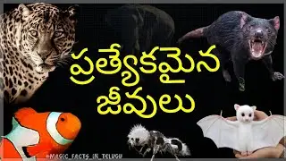 ప్రత్యేకమైన జీవులు |  INTERESTING ANIMAL EXPLAINED IN TELUGU | MAGIC FACTS | THE SPECIAL CHARACTERS